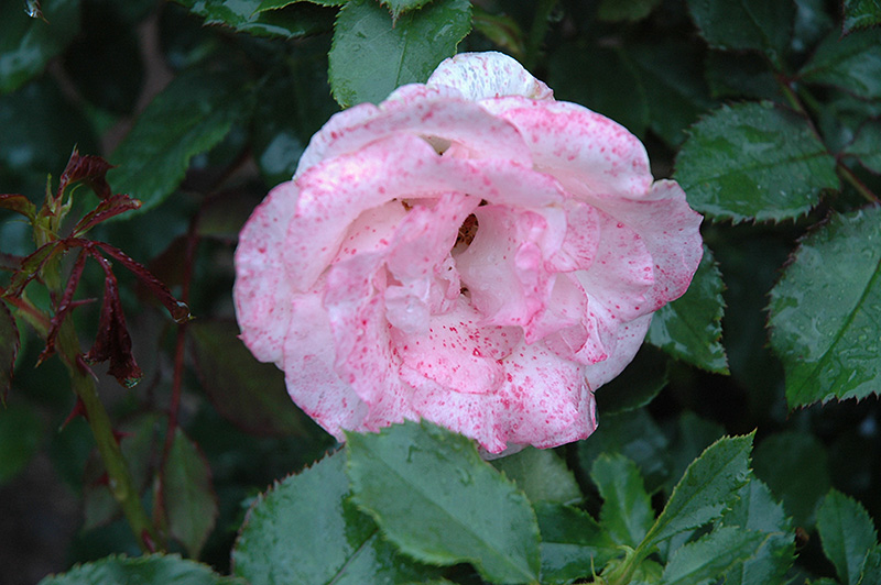 Bridal Pink Rose (Rosa 'Bridal Pink') at Satellite Garden Centre