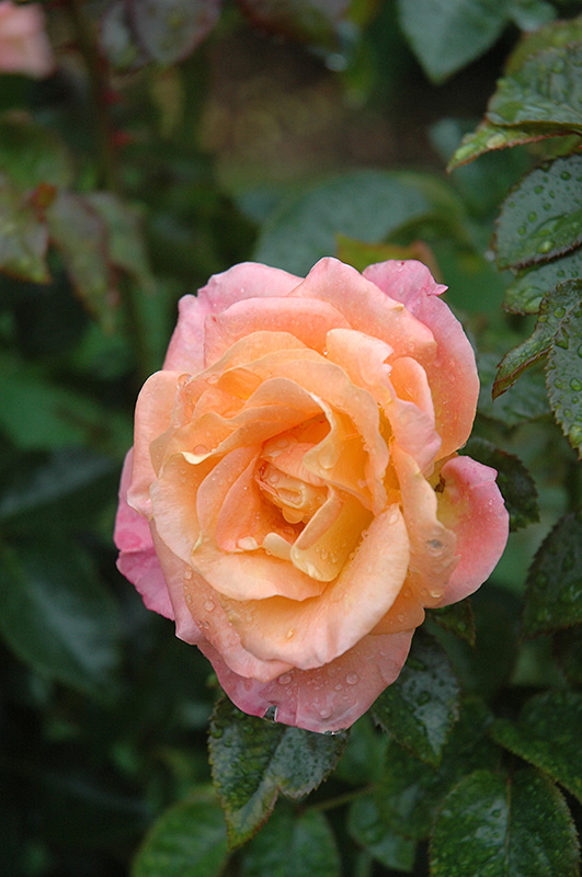 Day Breaker Rose (Rosa 'Day Breaker') at Satellite Garden Centre