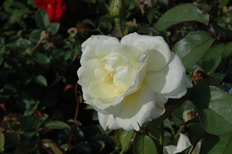 Macy's Pride Rose (Rosa 'BAIcream') at Satellite Garden Centre
