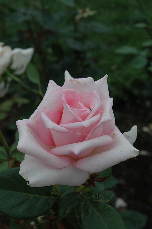Bride's Dream Rose (Rosa 'Bride's Dream') at Satellite Garden Centre