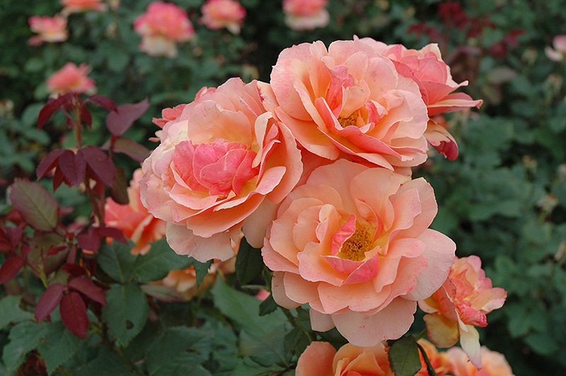 About Face Rose (Rosa 'About Face') at Satellite Garden Centre