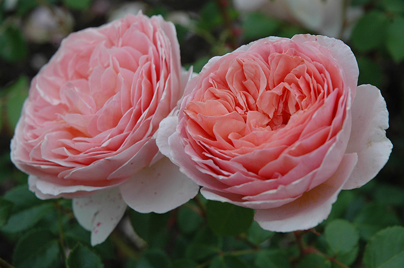 Abraham Darby Rose (Rosa 'Abraham Darby') at Satellite Garden Centre