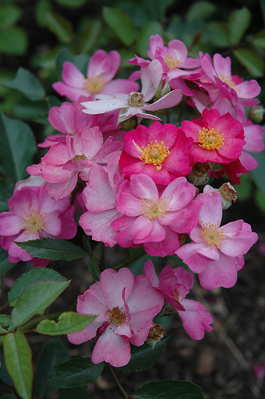Daydream Rose (Rosa 'Daydream') at Satellite Garden Centre