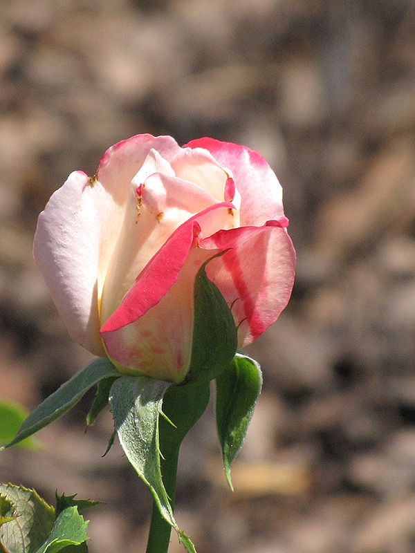Double Delight Rose (Rosa 'Double Delight') at Satellite Garden Centre
