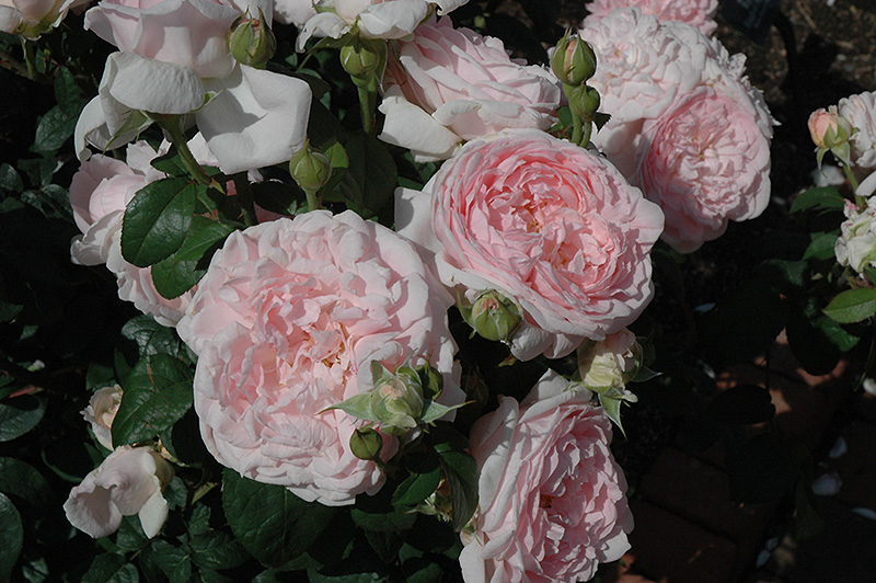 Eglantyne Rose (Rosa 'Eglantyne') at Satellite Garden Centre