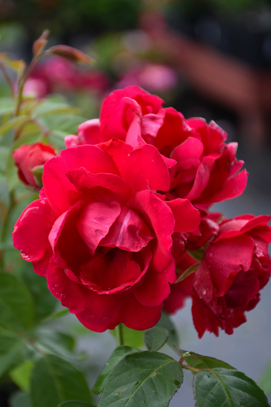 Blaze Rose (Rosa 'Blaze') at Satellite Garden Centre