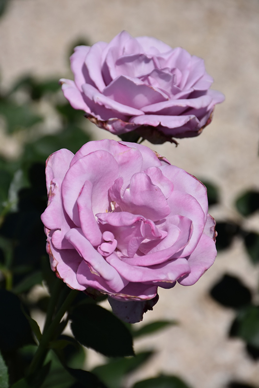 Blue Girl Rose (Rosa 'Blue Girl') at Satellite Garden Centre