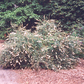Plant Photo 8