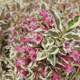 Plant Photo 3