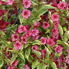 Plant Photo 7