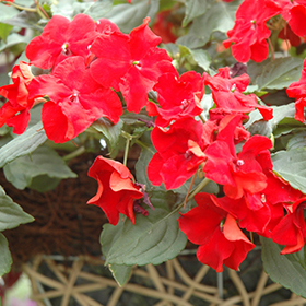 Plant Photo 2