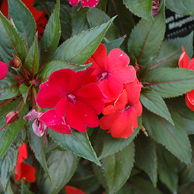 Plant Photo 7