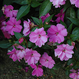 Plant Photo 6