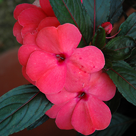 Plant Photo 5