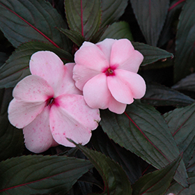 Plant Photo 6