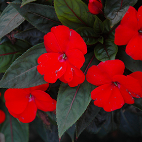 Plant Photo 9
