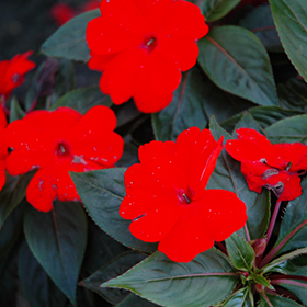Plant Photo 10