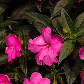Plant Photo 8