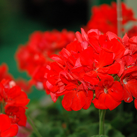 Plant Photo 2