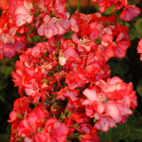 Plant Photo 10