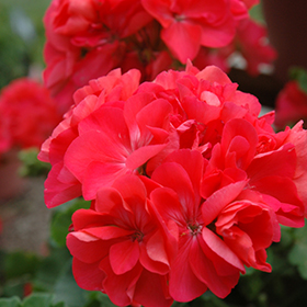Plant Photo 1