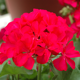 Plant Photo 3