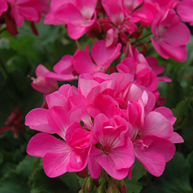 Plant Photo 4