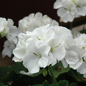 Plant Photo 7