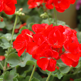 Plant Photo 6