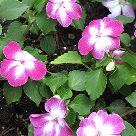 Plant Photo 4