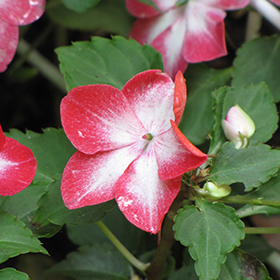 Plant Photo 3