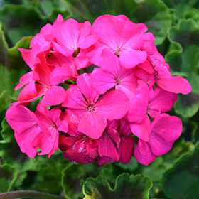 Plant Photo 9