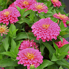 Plant Photo 8