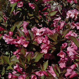 Plant Photo 1