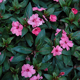 Plant Photo 5