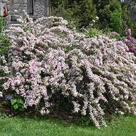 Plant Photo 2